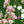 Load image into Gallery viewer, Sticker Therapy - Nature