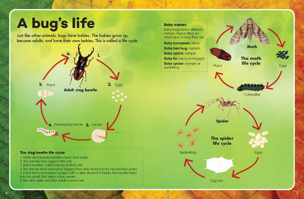 Explore & Learn Kits - Minibeasts Explorer
