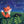 Load image into Gallery viewer, Wind-Up Music Box Book - Twinkle, Twinkle, Little Star
